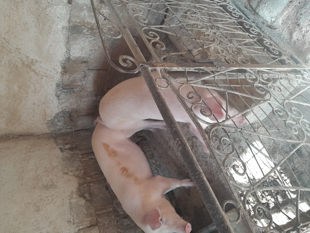 Vând porci