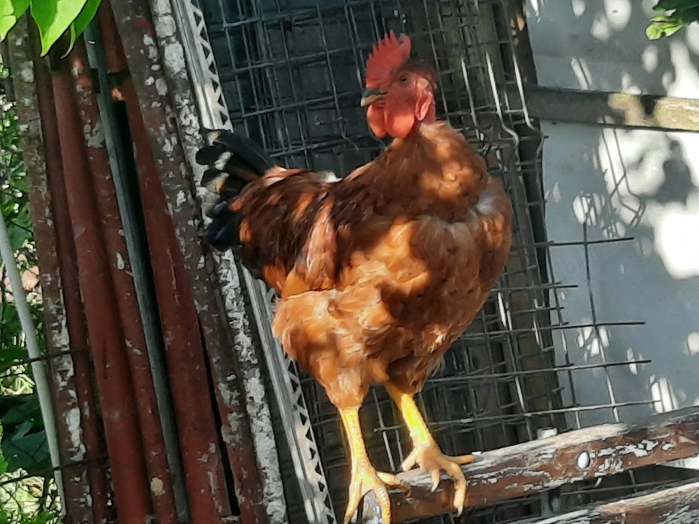 Cocos tanar, canta, iubeste, apara si pazeste! In primul an! Schimb cu puicuta gaina tanara sau vand
