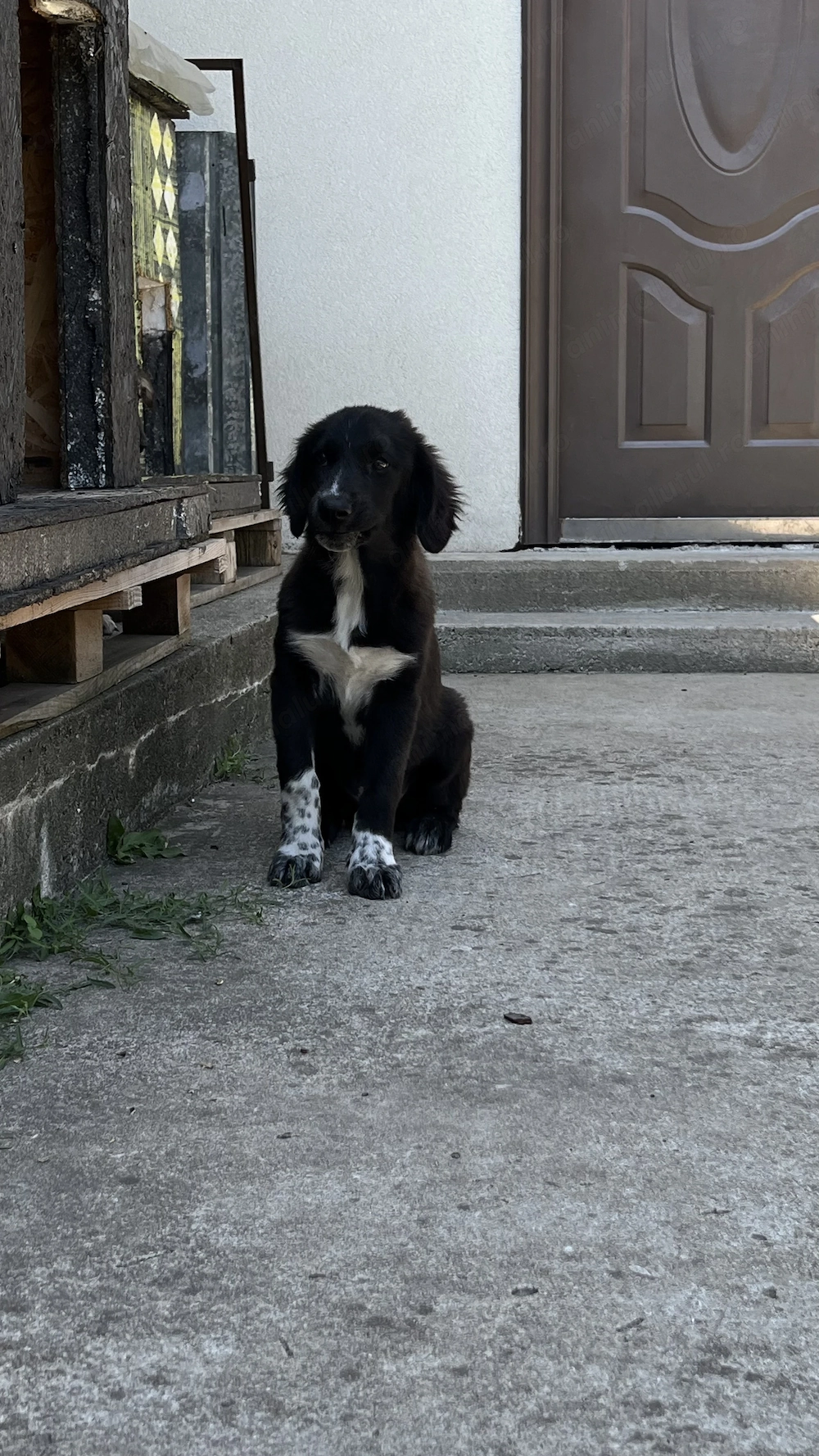 Cleo - adoptie gratuita