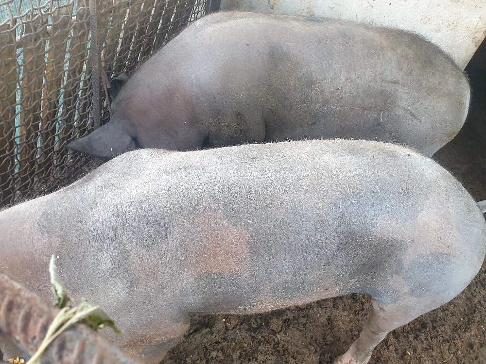 animale domestice