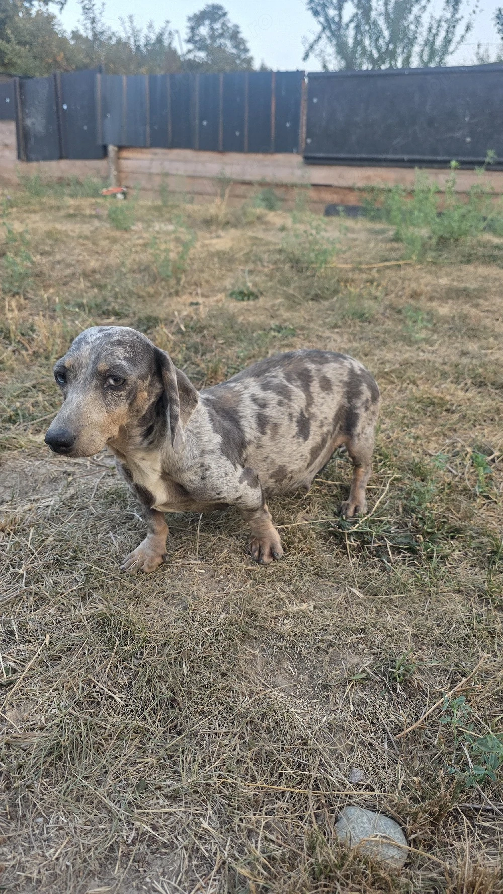 Femelă izabel arlechin  gestantă 