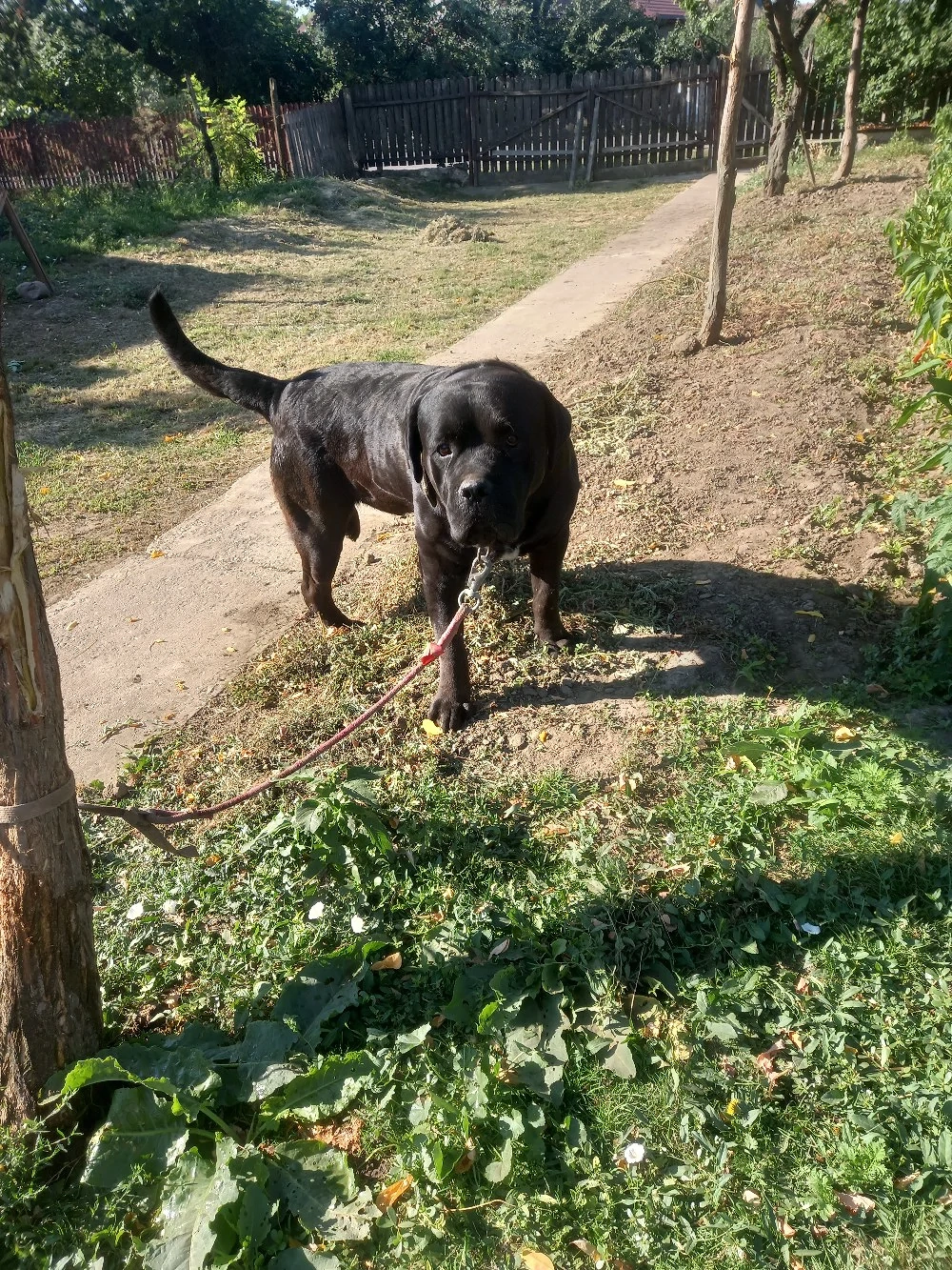 vand caine metis de cane corso 