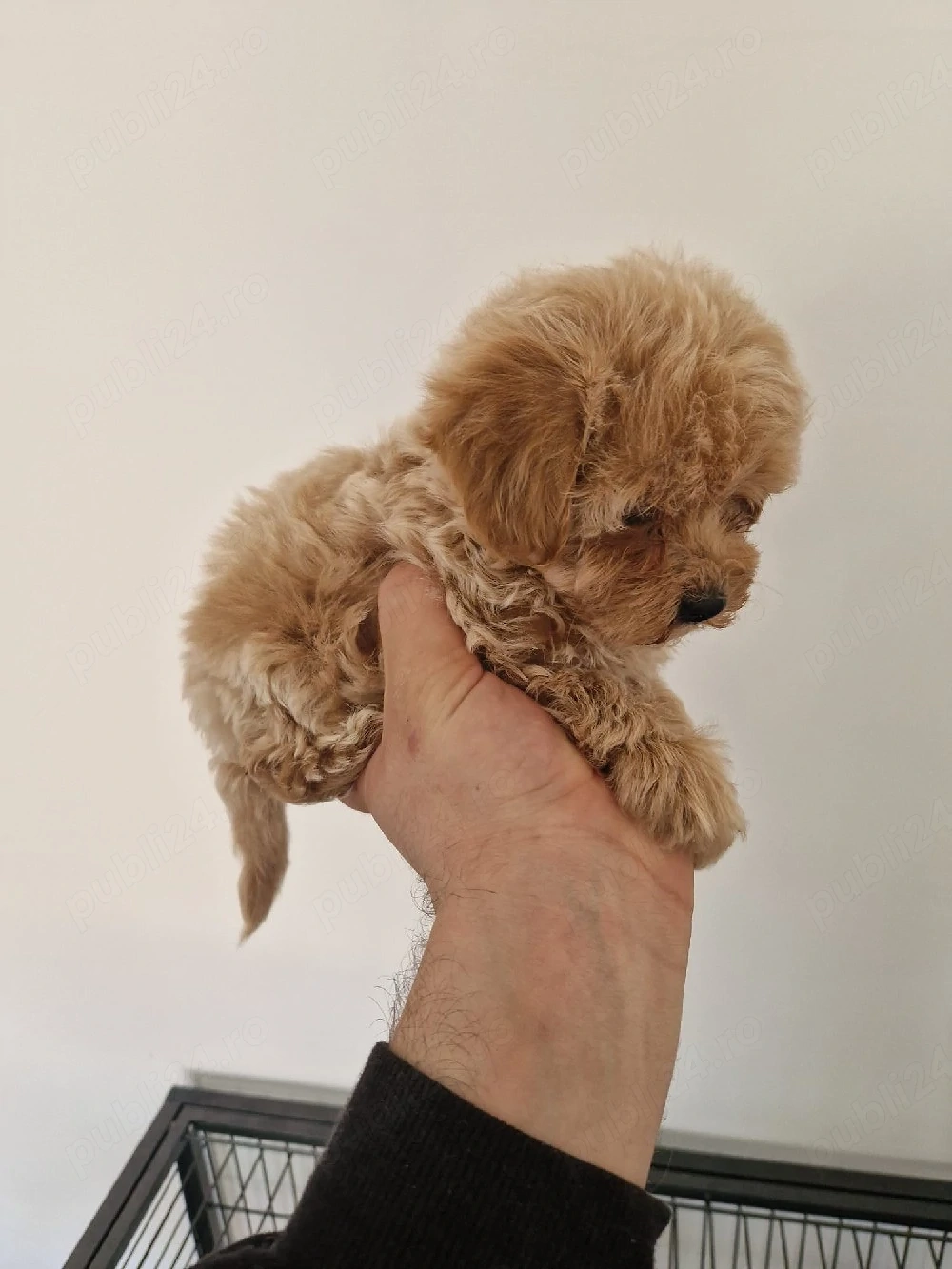 Maltipoo 2 luni microcip