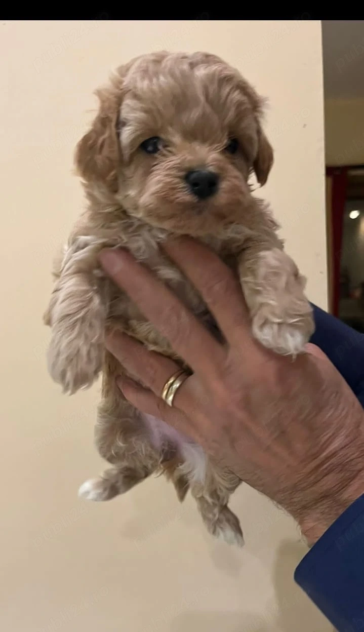 Maltipoo 2 luni carnet de sanatate