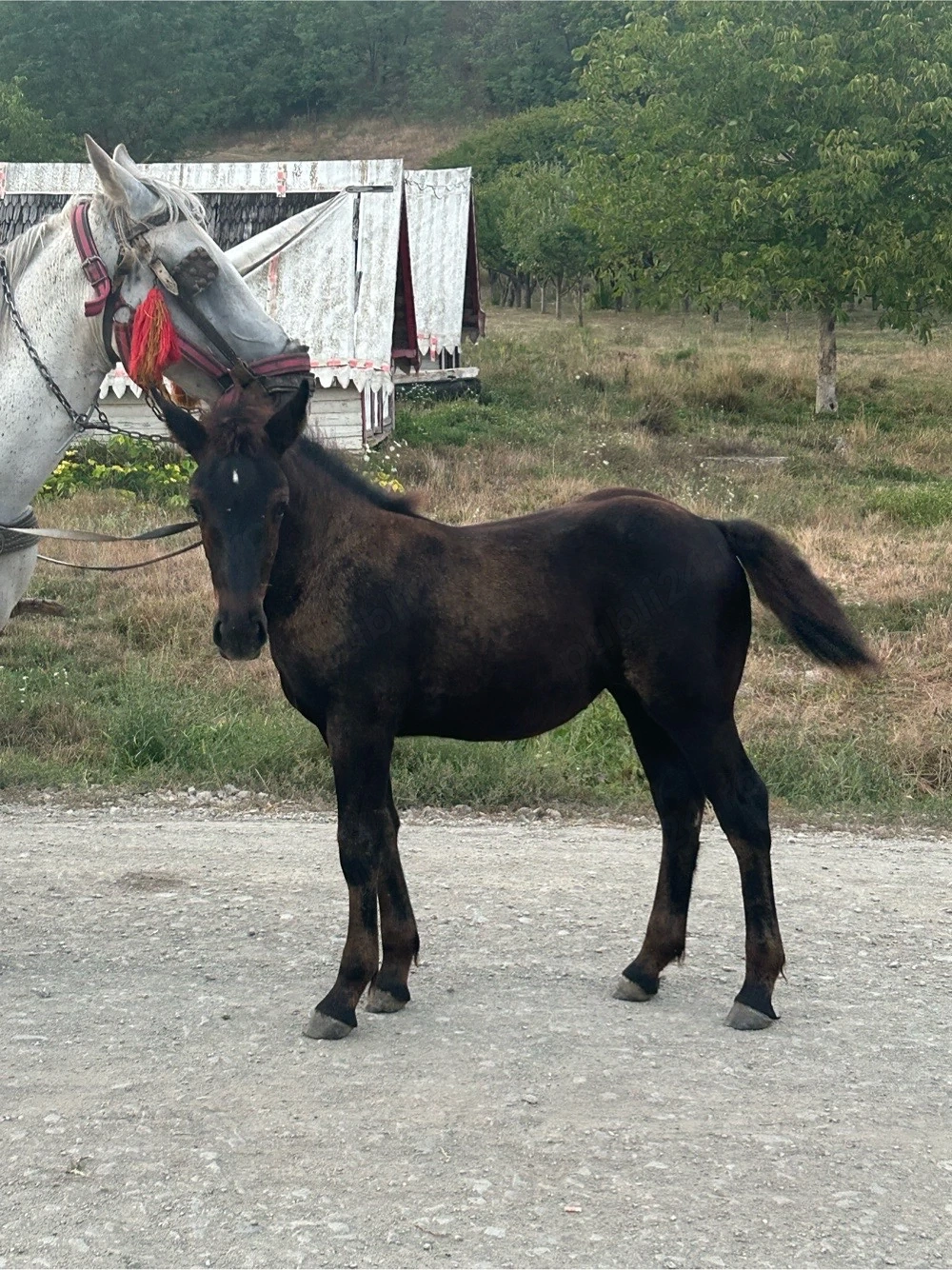 vând mânzuță