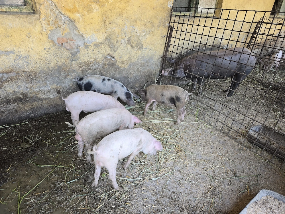 Vand Vieruti din  rasa Landrace