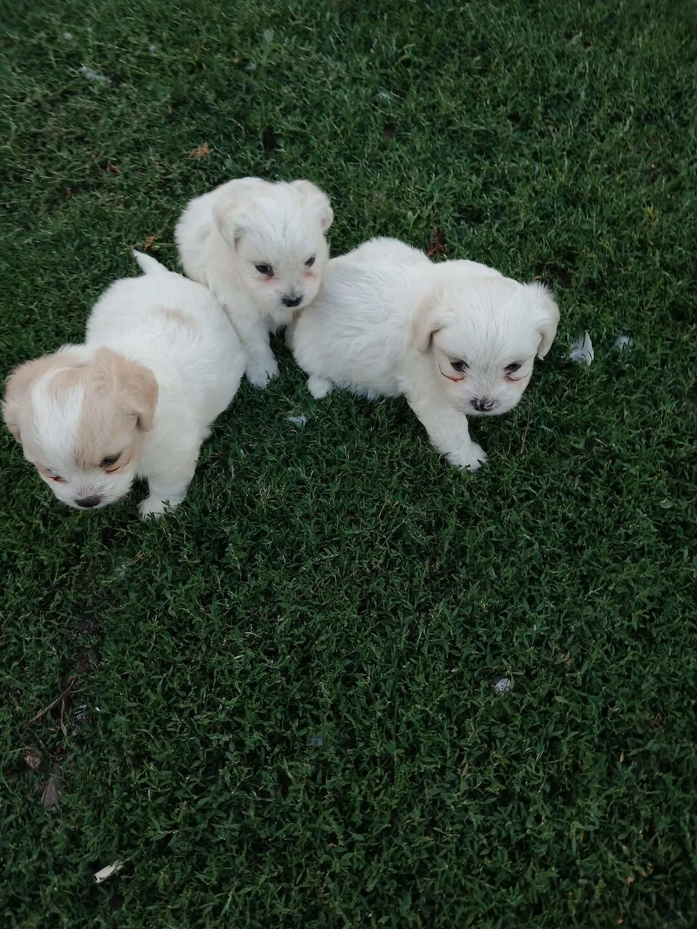 Bichon de vânzare 