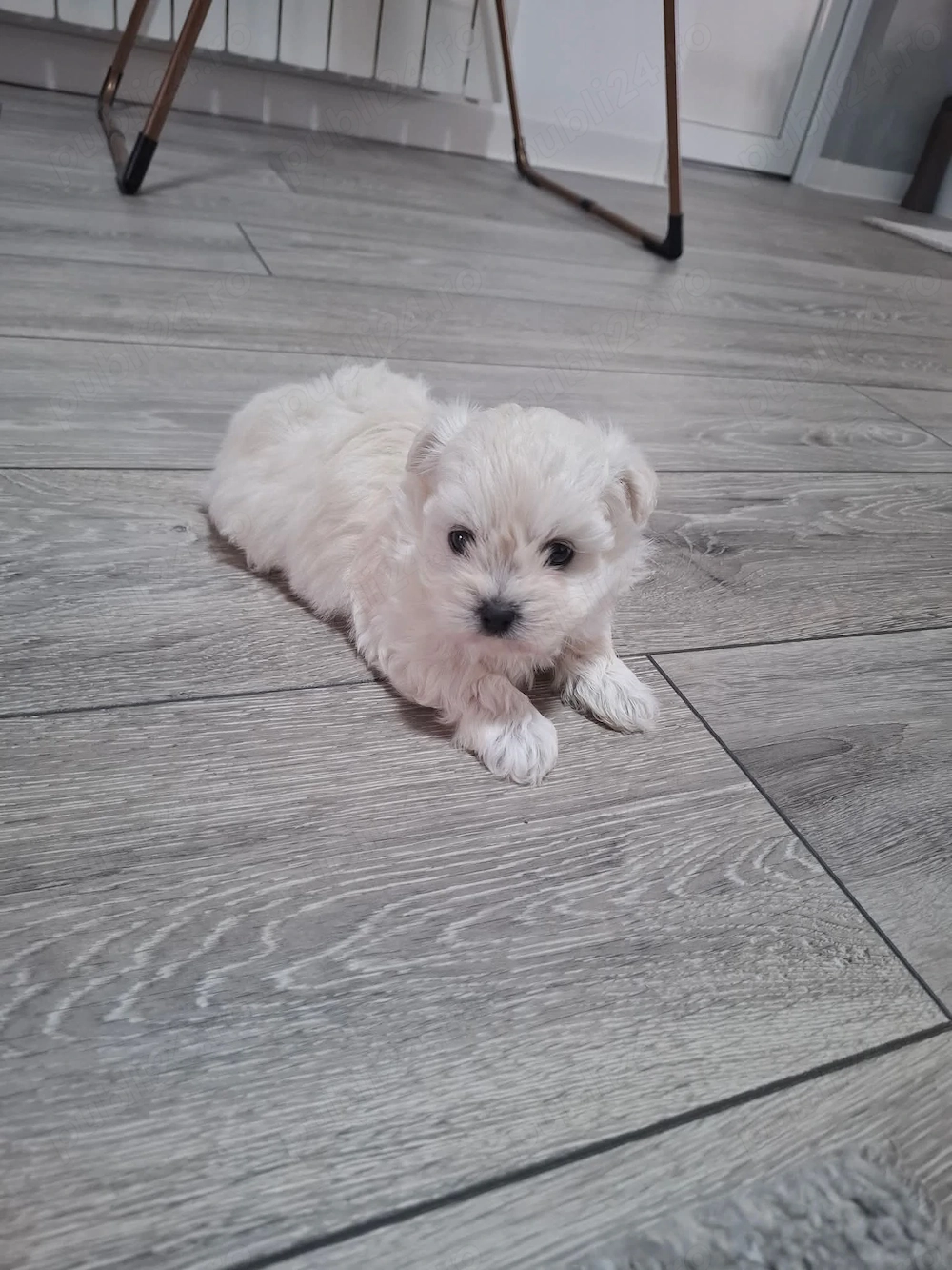 Vând Bichon maltez pui 