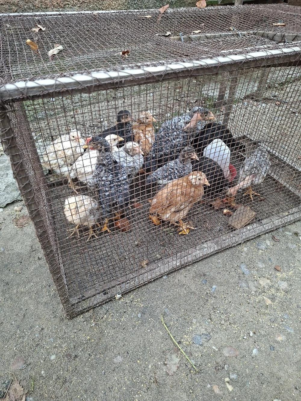pui de găină 