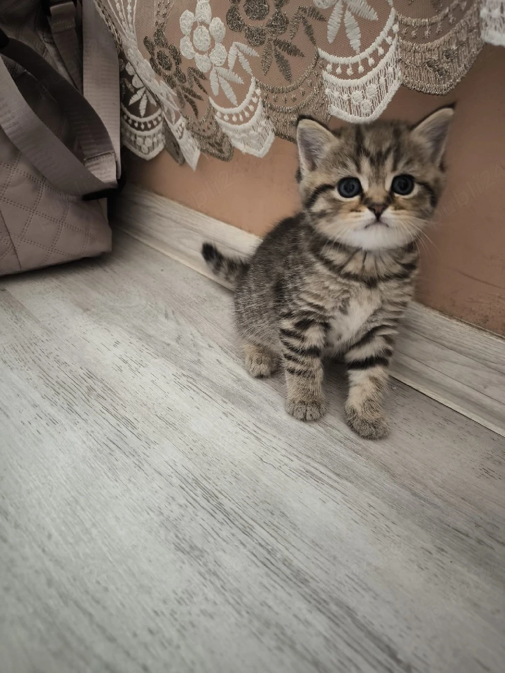 Felisă  British Shorthair 
