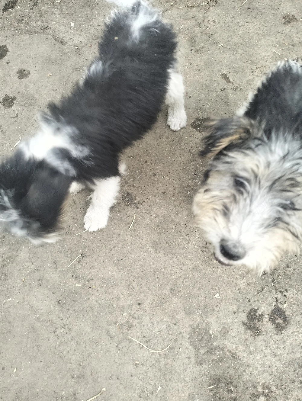 catelusi fox terrier