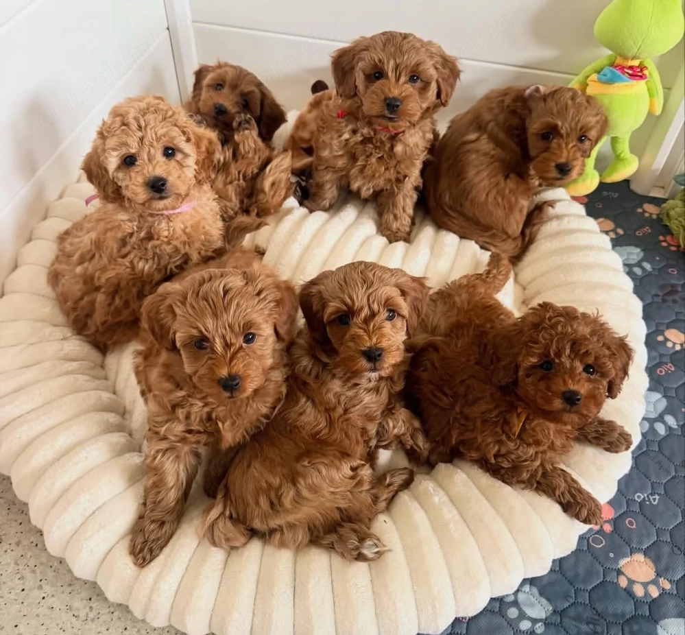 Mini catelusi Maltipoo