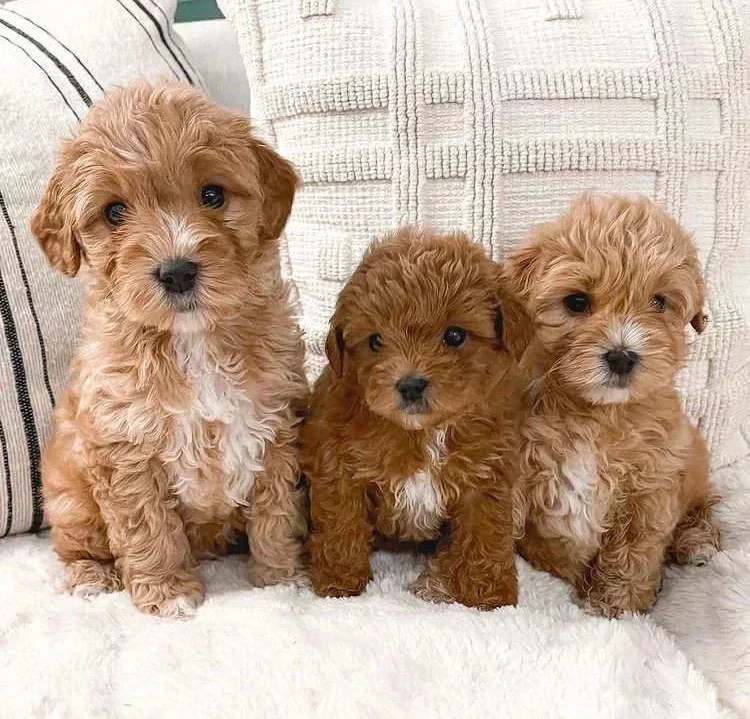 Mini catelusi Maltipoo