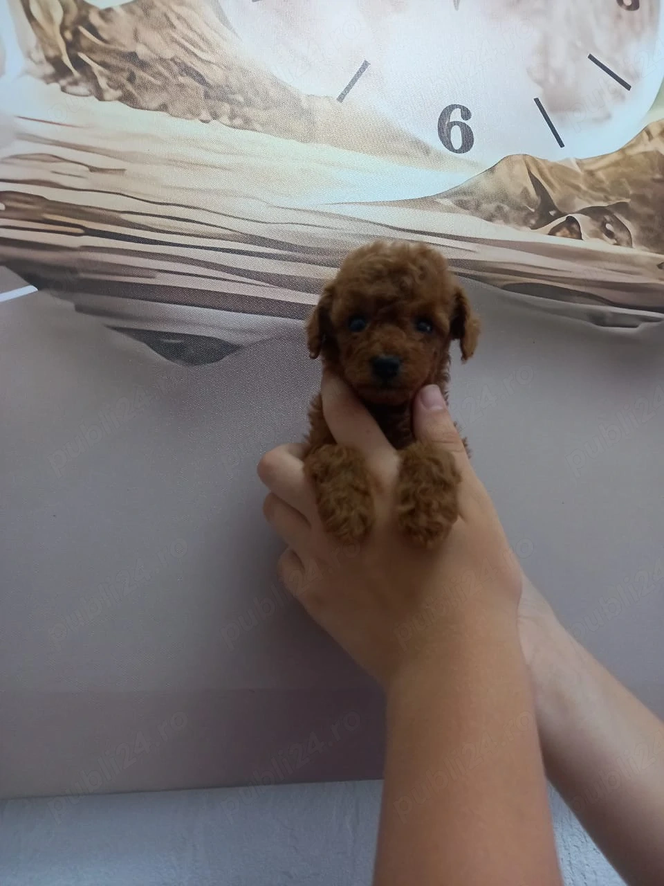 Caniche red toy