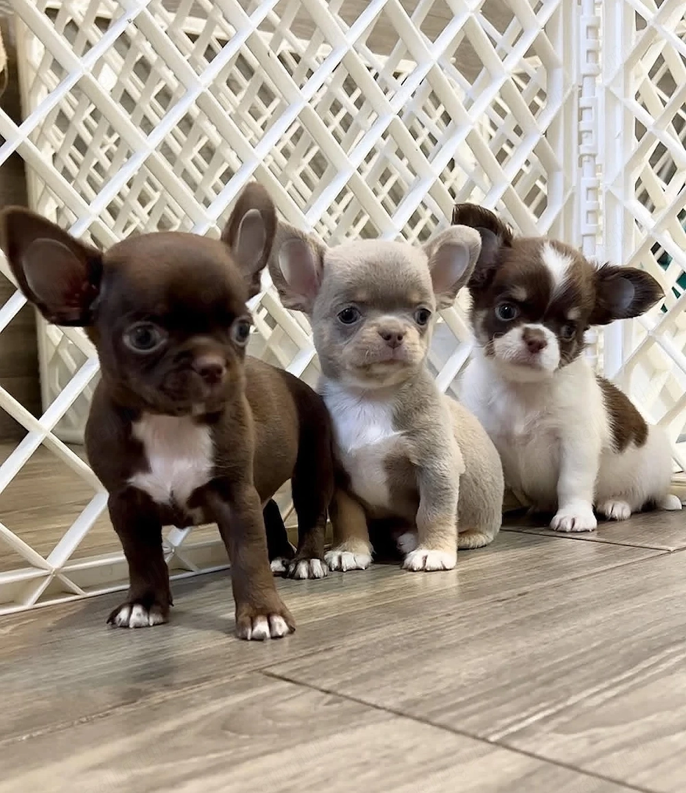 Mini catelusi Chihuahua