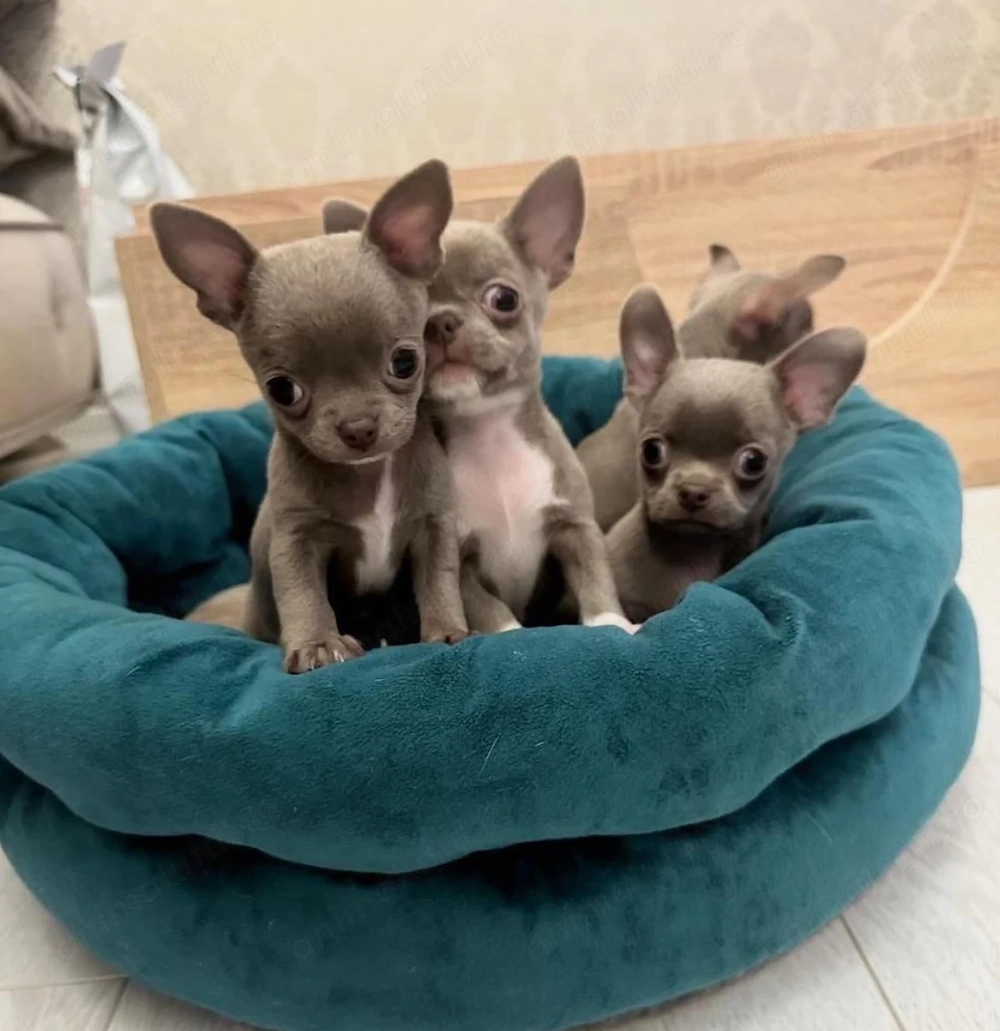 Mini catelusi Chihuahua