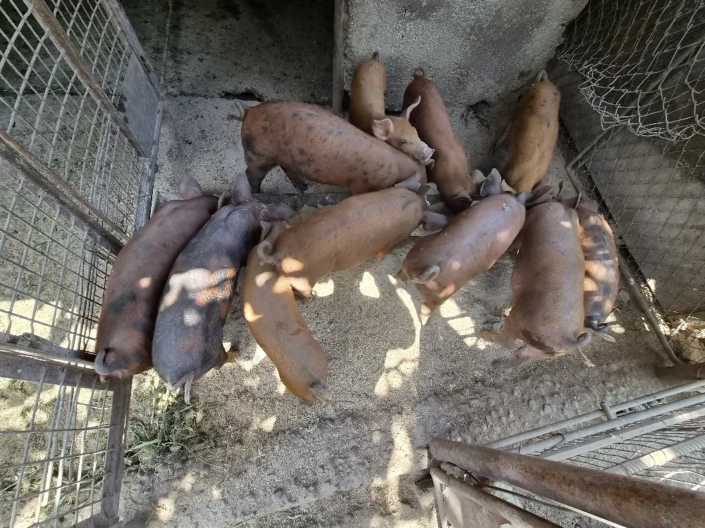 purcei duroc 