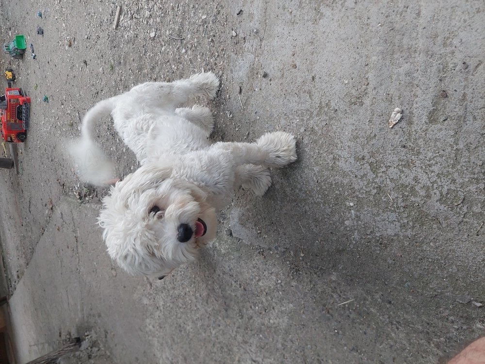 BICHON Maltez rasă pură