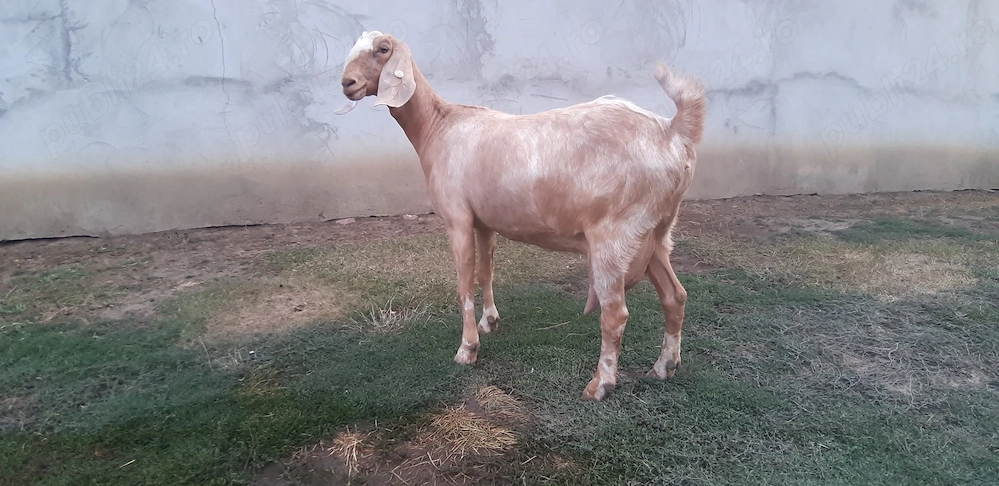 Capra Anglo Nubian