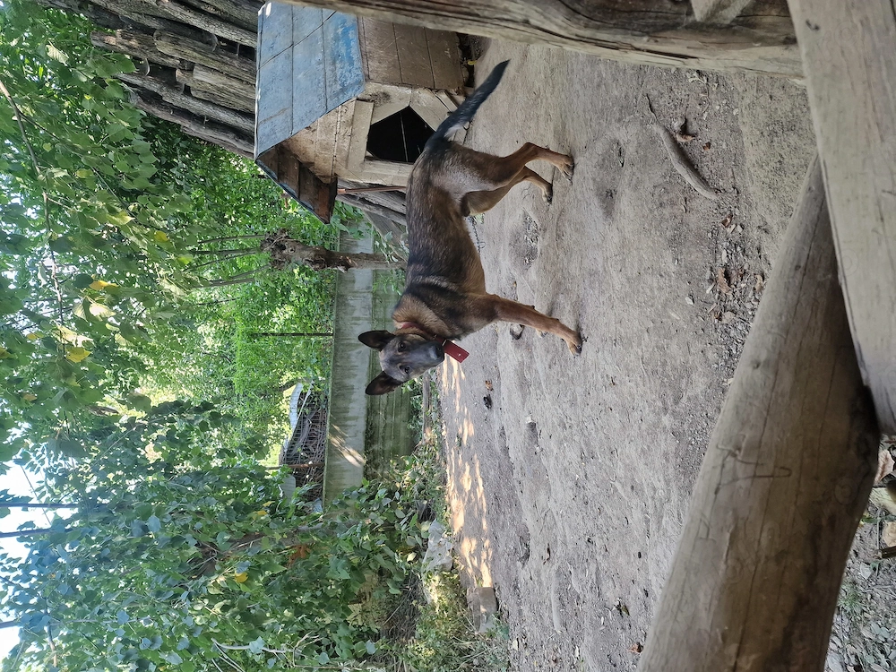 Ciobanesc malinois