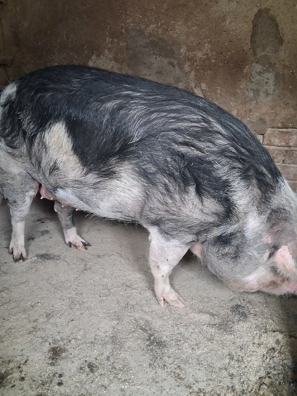 de vinzare scroafă nefatata200...210 kg 