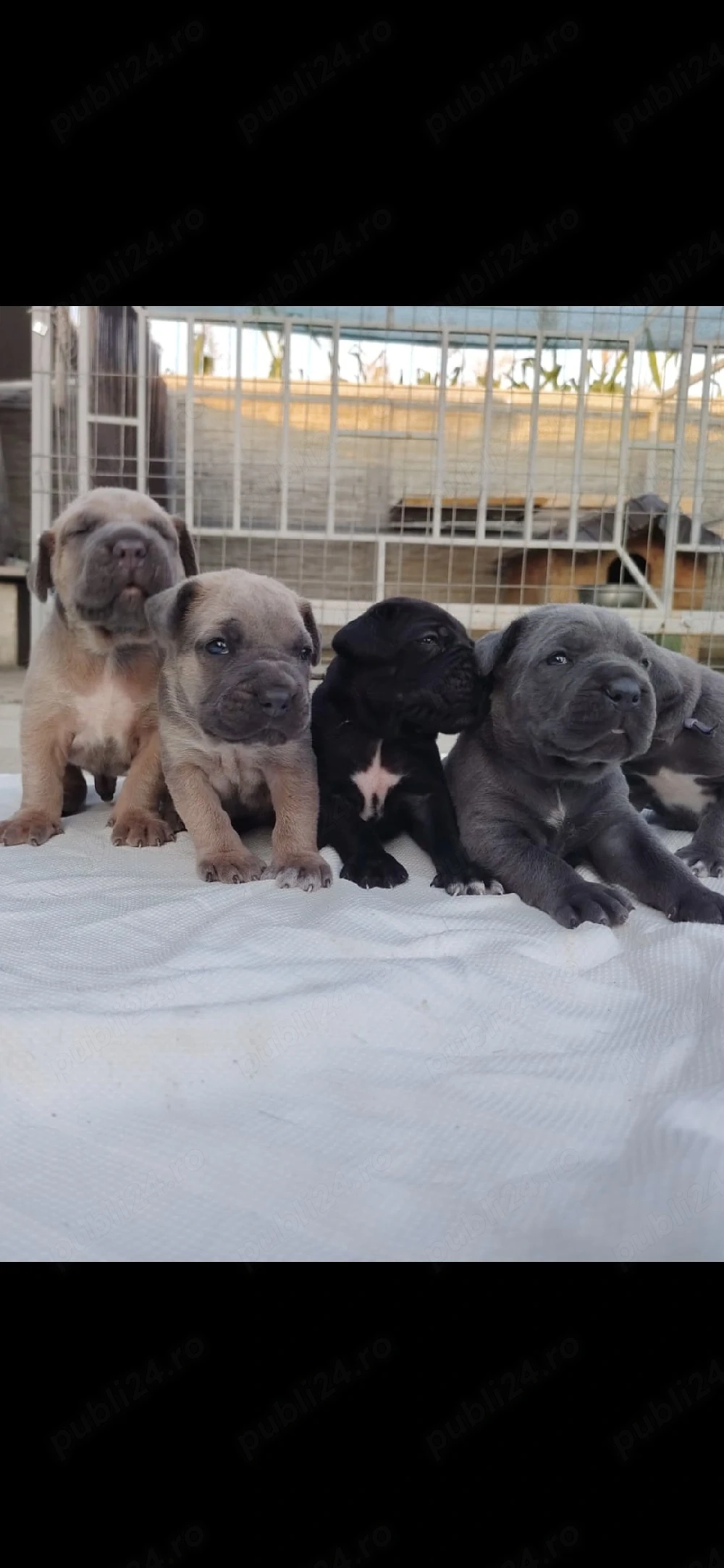 Pui cane carso cu pedigree 