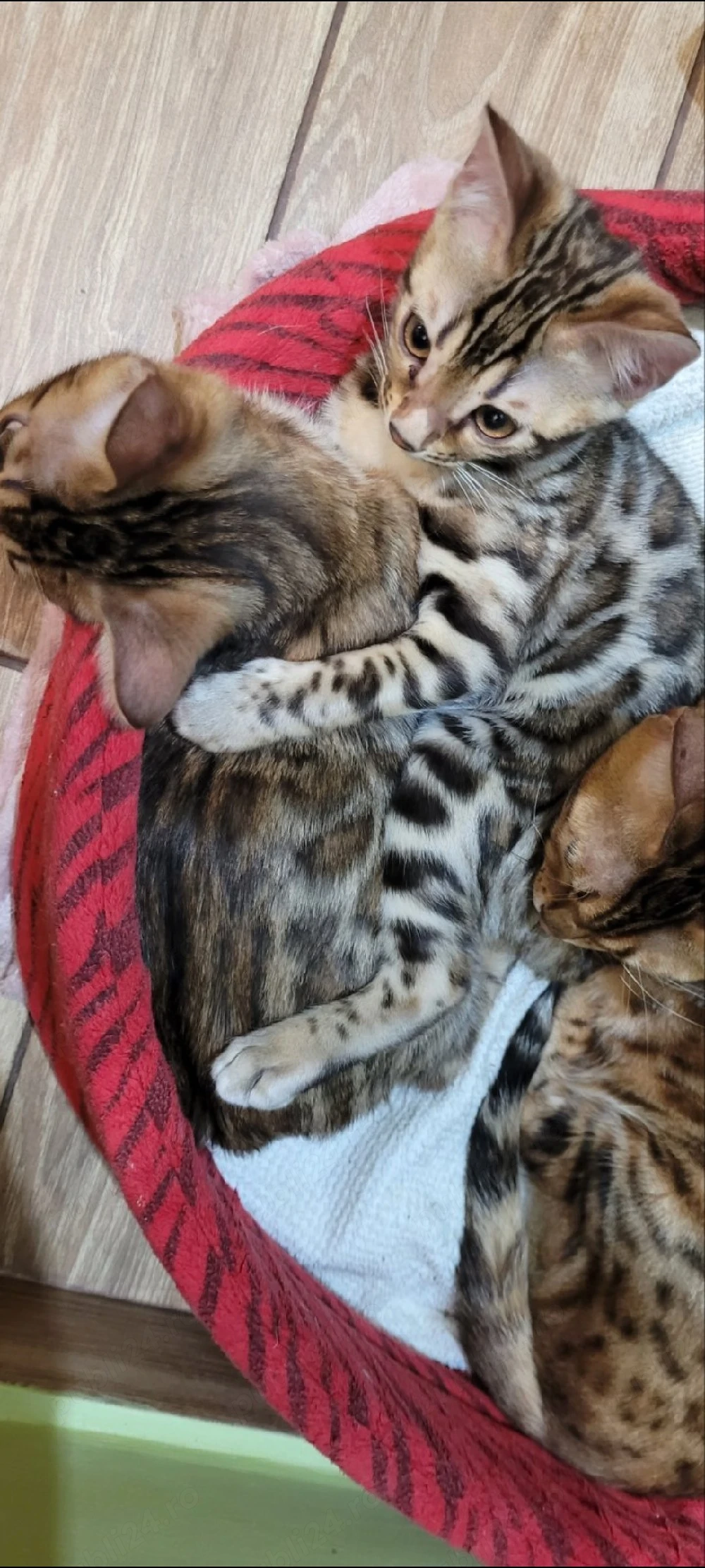 bengalezi!!!