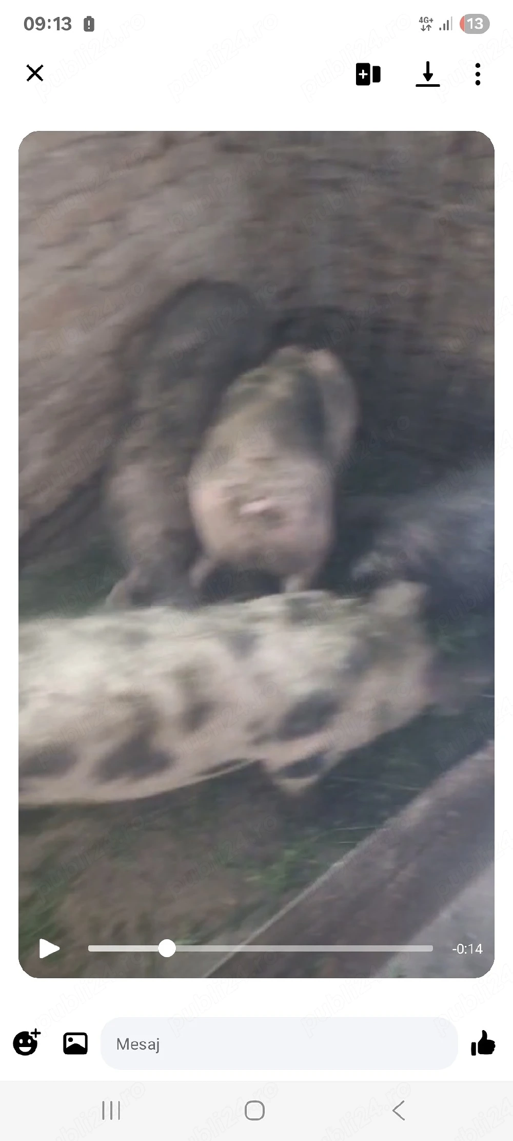 vand 4 porci 