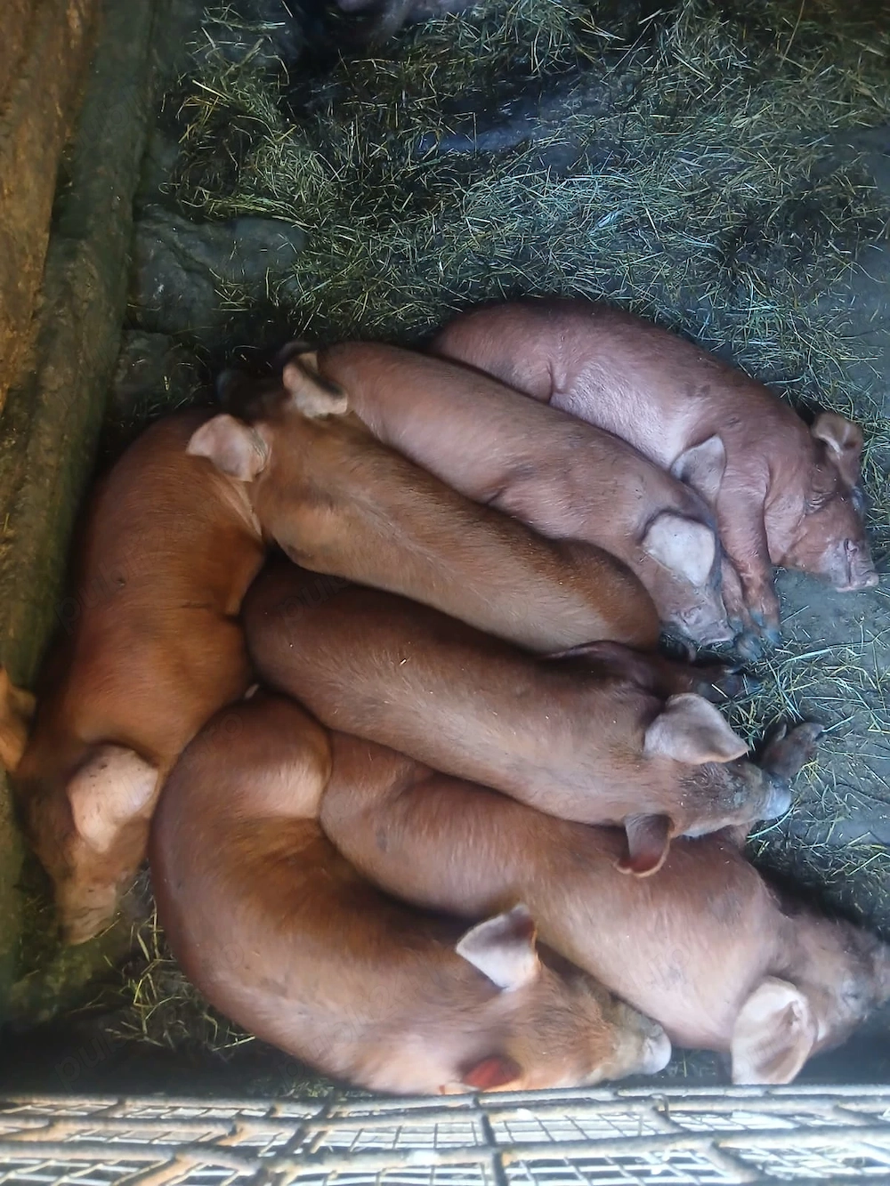 Vând purcei duroc de 6 saptamani