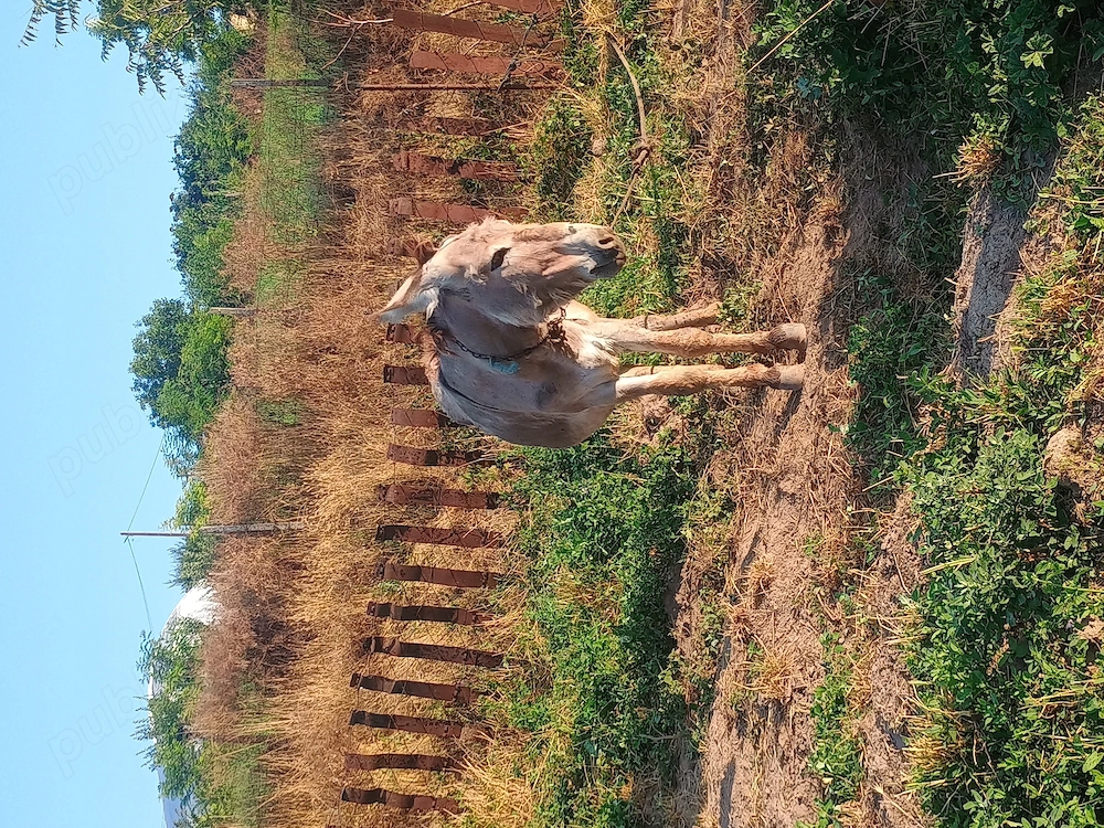 Măgar de vânzare!