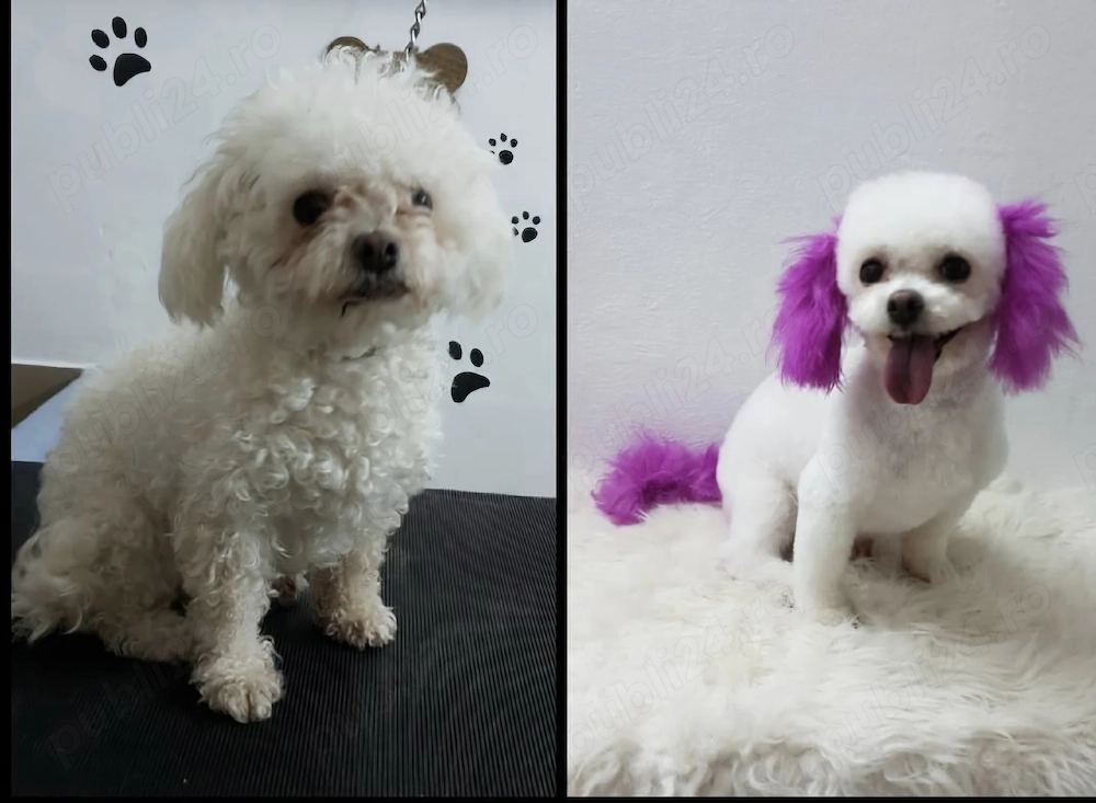 Cosmetica canina Timișoara 