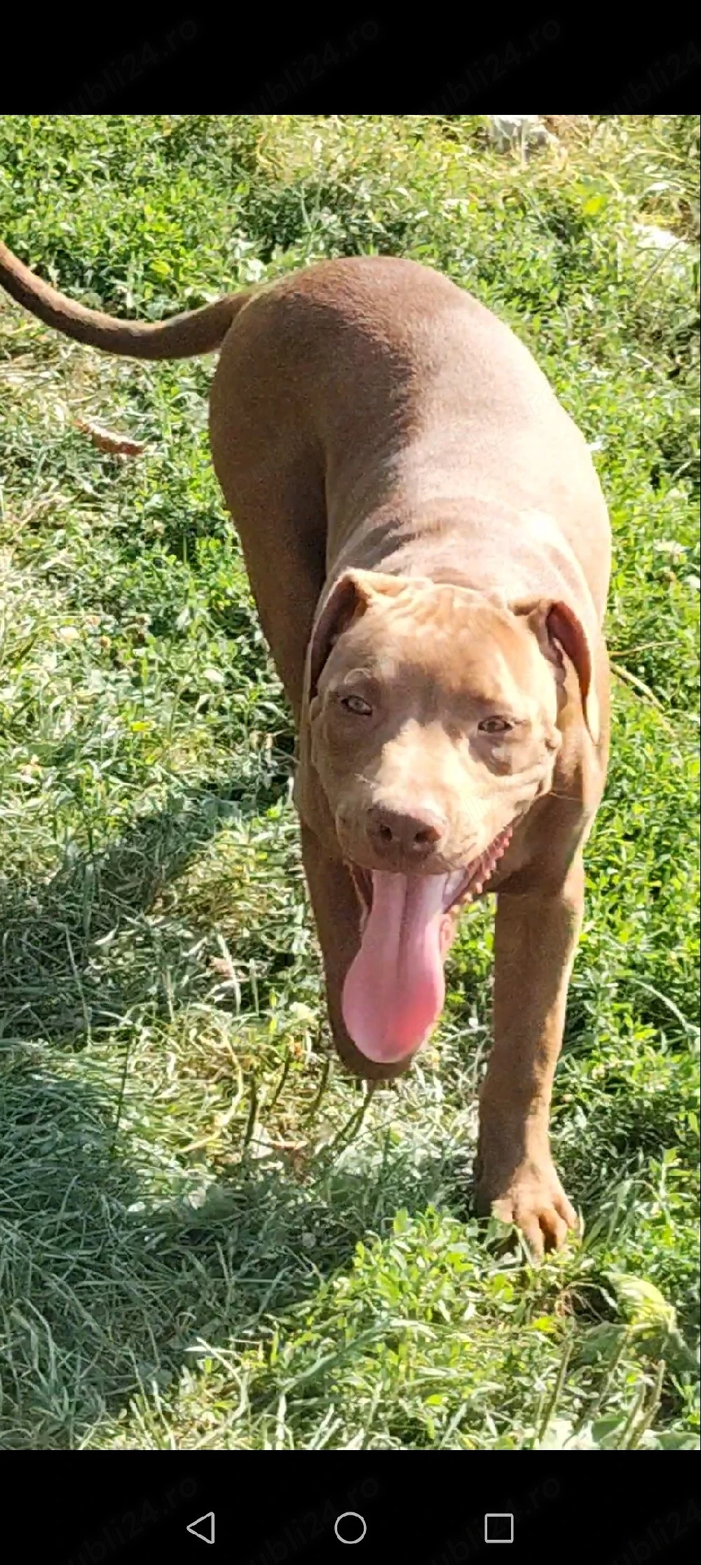 mascul Amstaff doar pentru cei interesați 