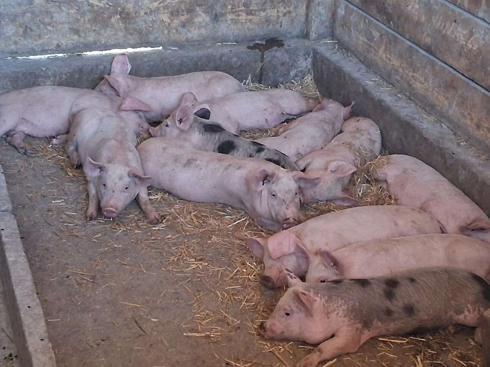vând 11 purcei de 10-11 săptămâni 