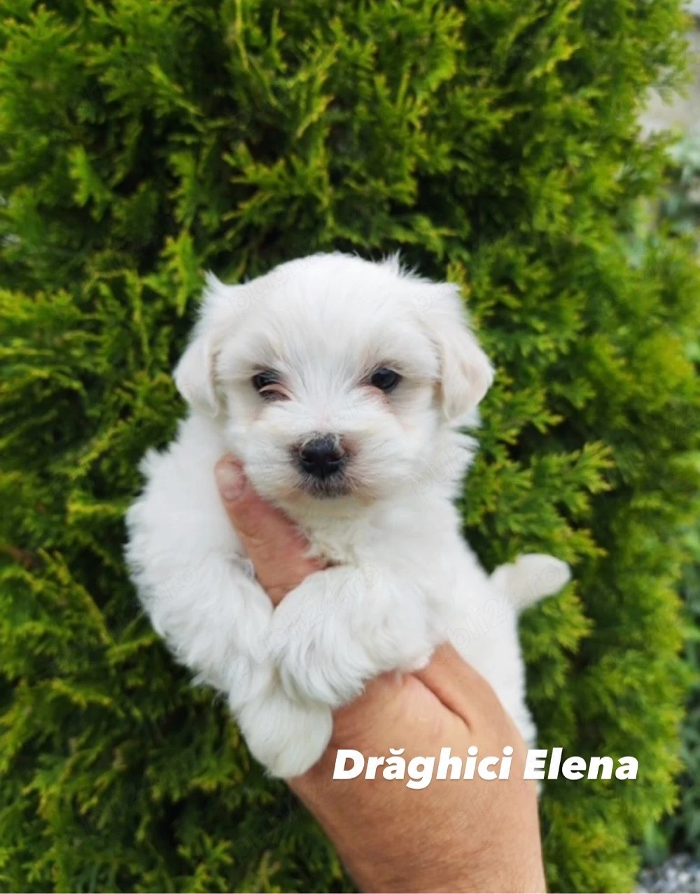 Bichon Maltez Mini Toy