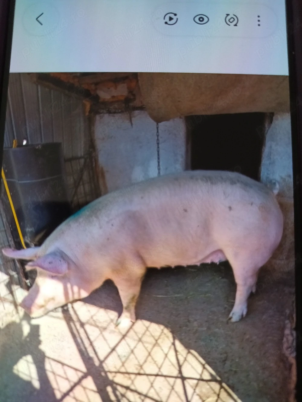 De vânzare porci de carne crescuți la țară nu este de ferma. 