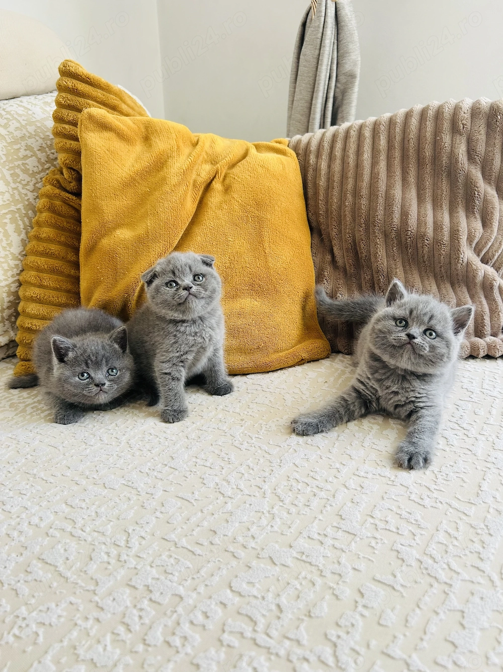 British și scottish fold