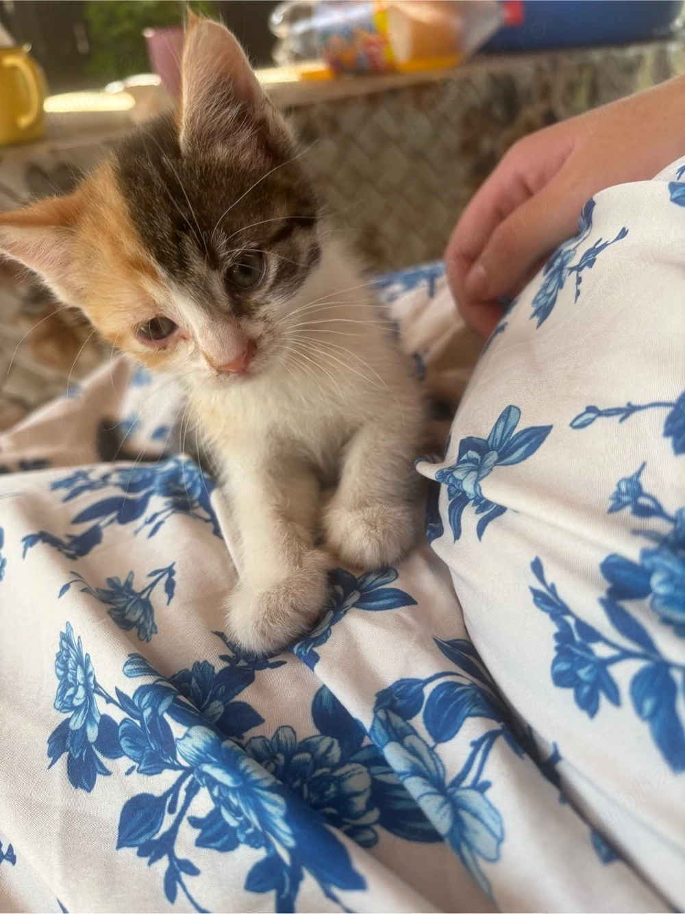 Ofer spre adoptie trei pisicute