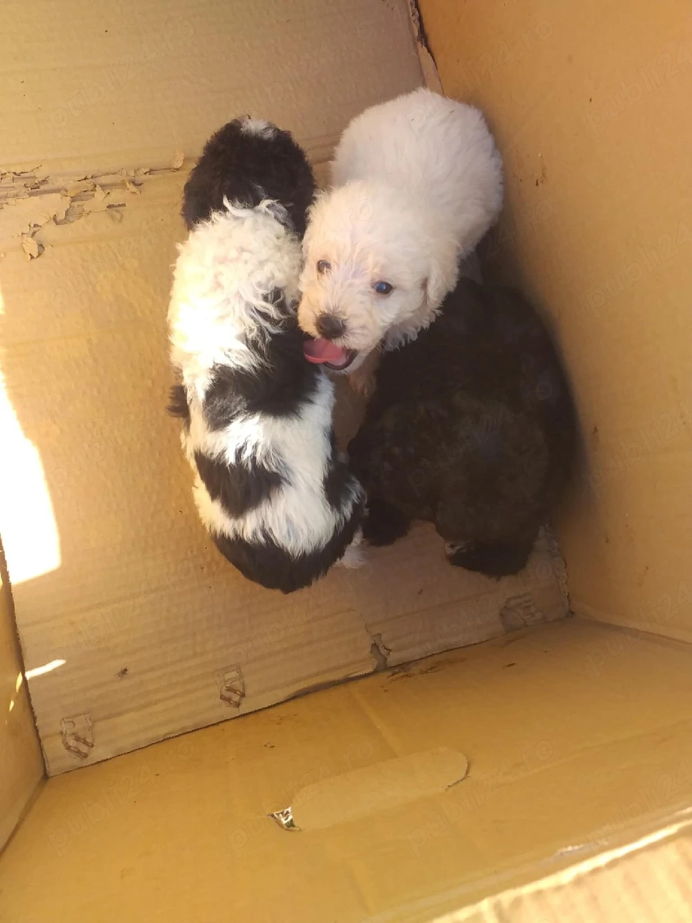 Căței bichon maltez 