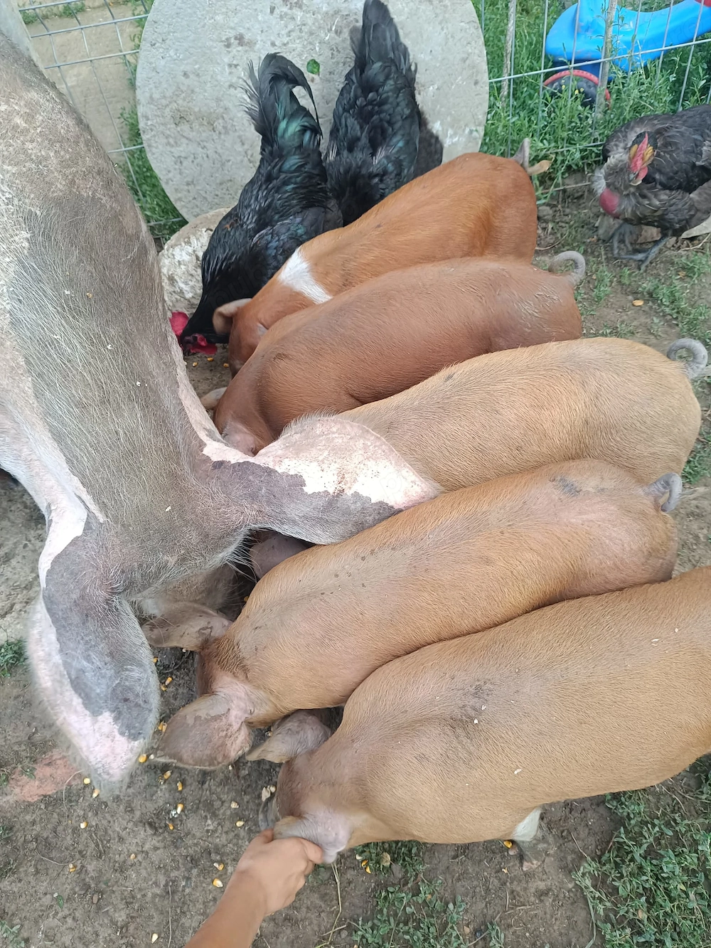 Vând purceluși 2 luni și porc de taiat