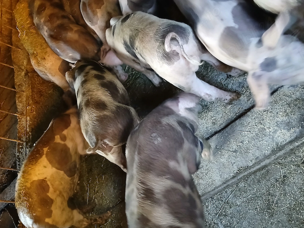 Vand porci  pietran 30 -35 g