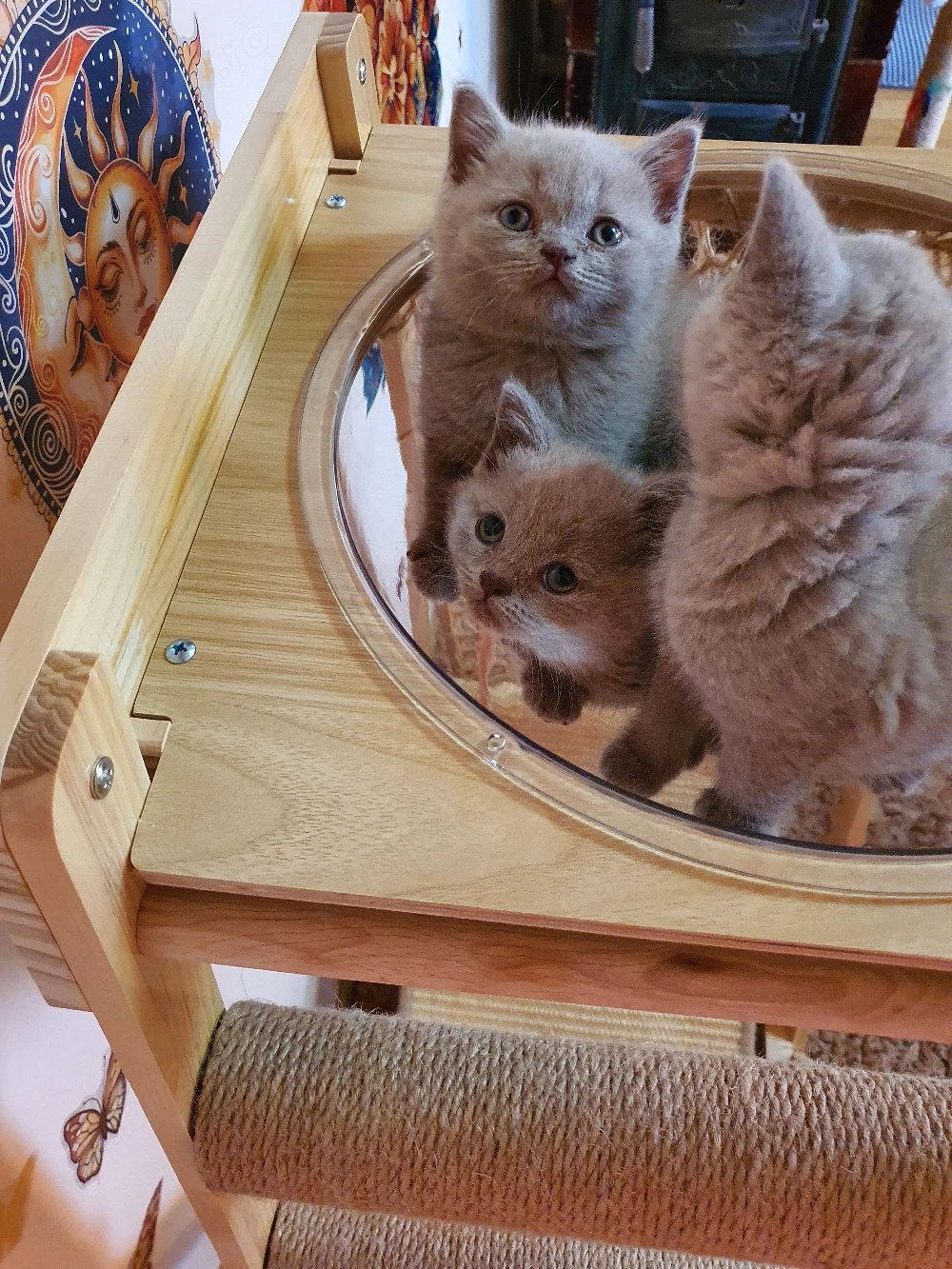 British shorthair Lila