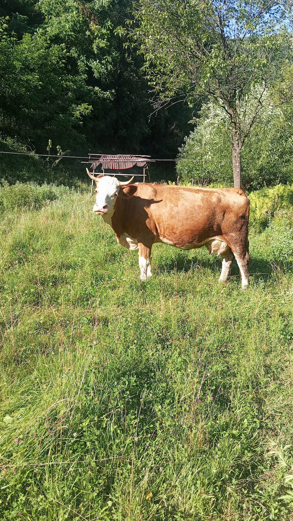 Vacă de vânzare... 