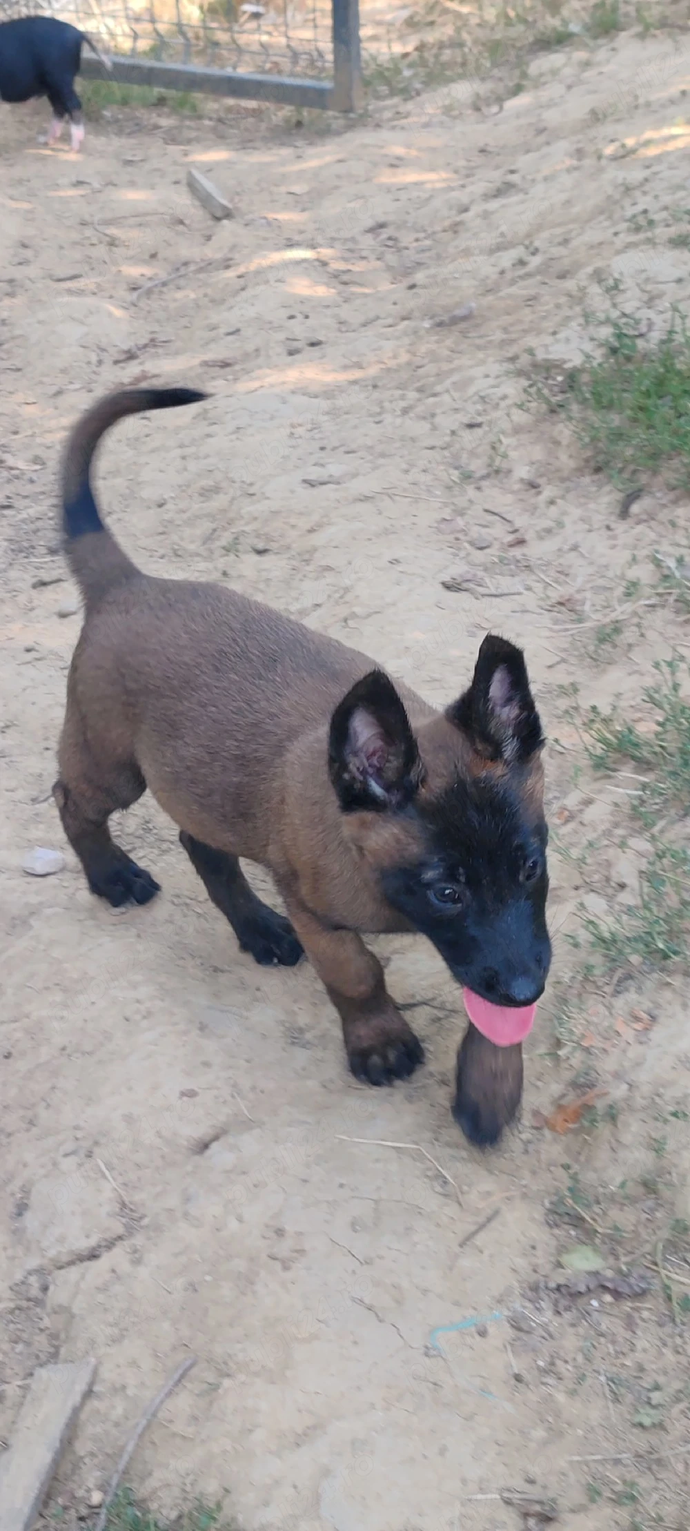 Pui Ciobanesc belgian 