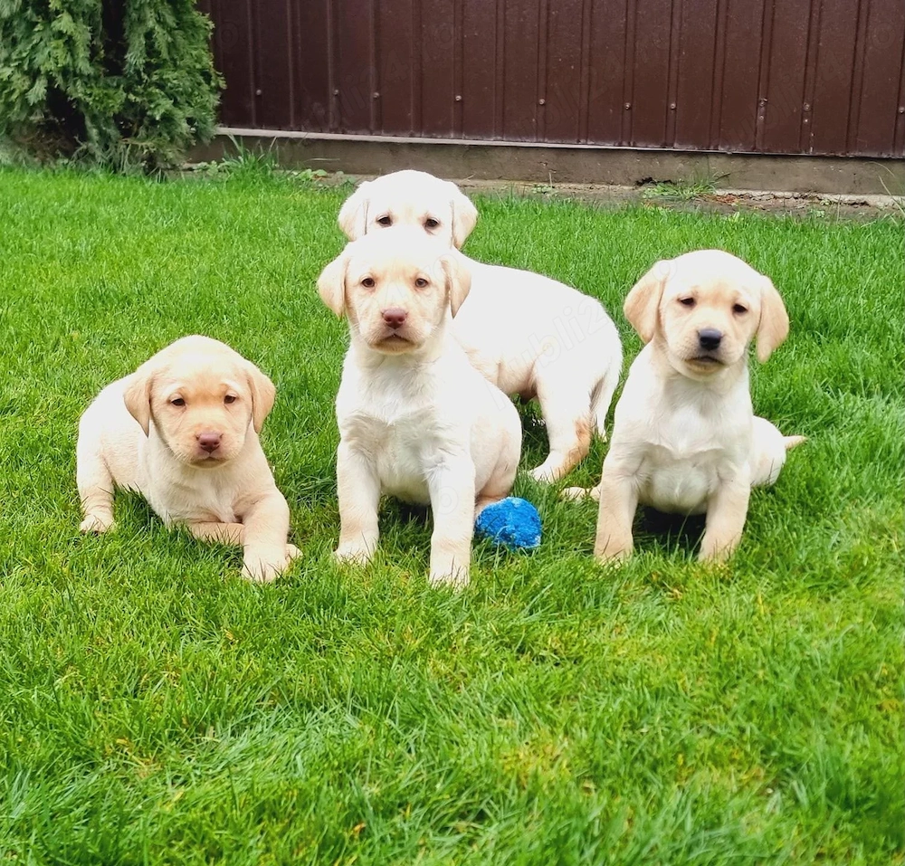Labrador Retriever Pui