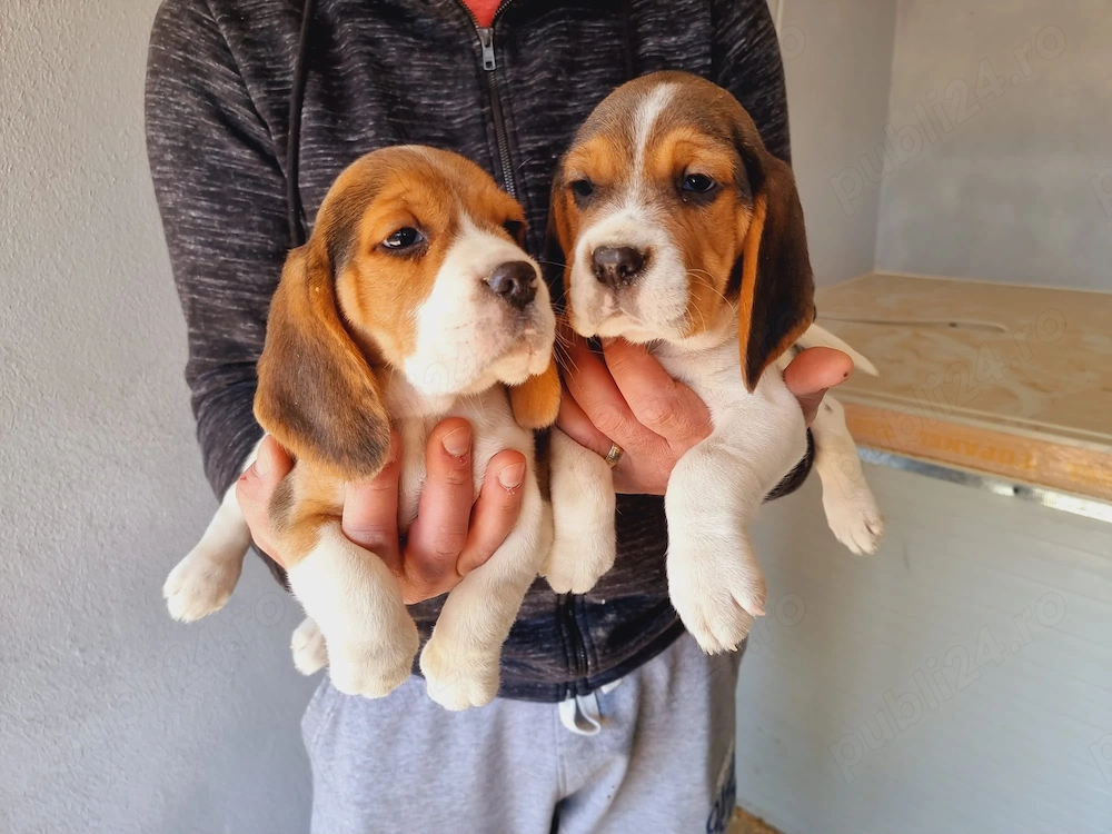 Puiuti de Beagle Vaccinati si deparazitati