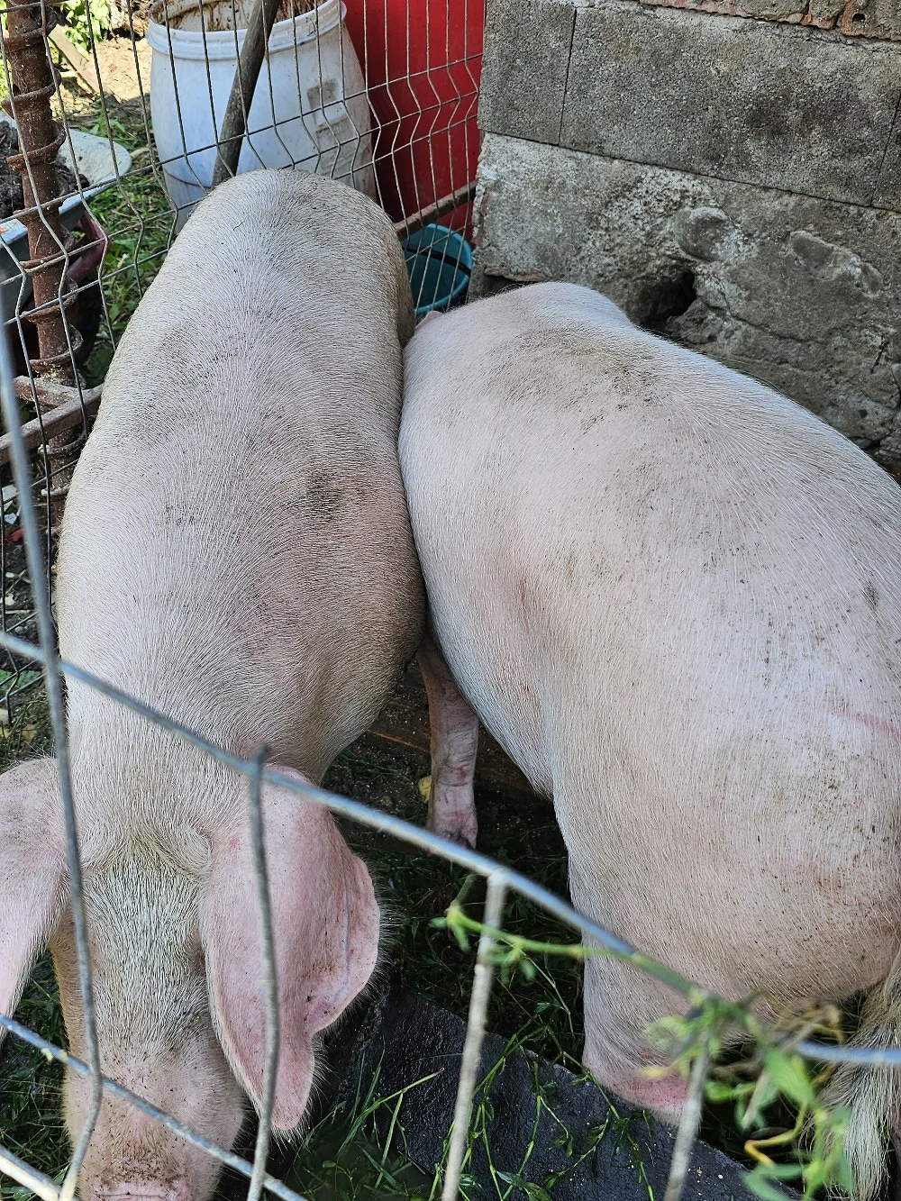porci de carne 