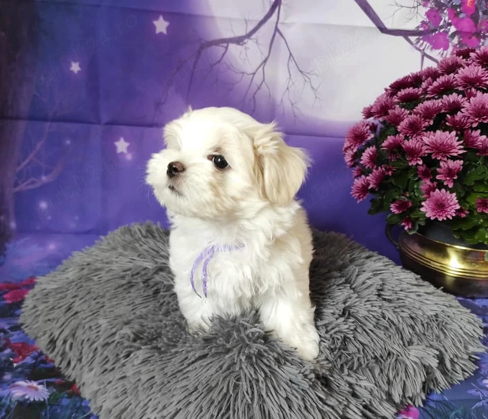 Bichon Maltez de inalta calitate genetica, parinti cu pedigree, arbitrati in Expo