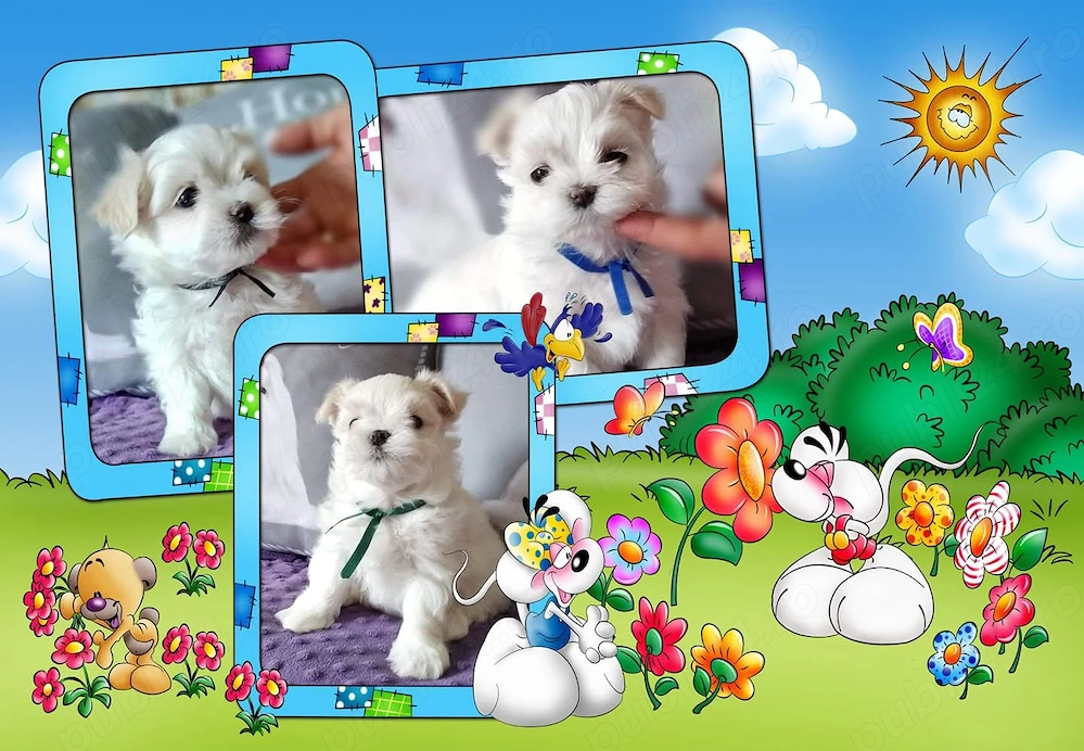 Bichon Maltez de elita, genetică deosebita, 2 luni, vaccin, deparazitare 