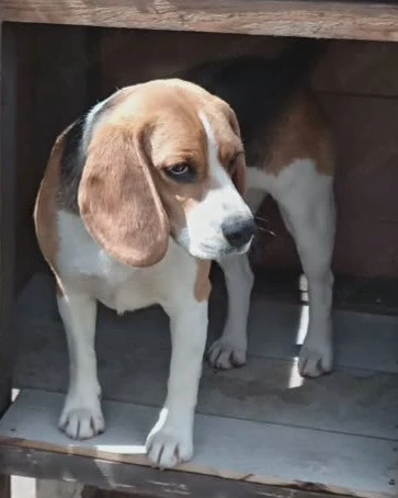 caine rasa pura Beagle