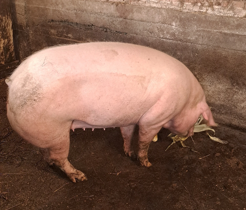 Vând porc rasa de carne 
